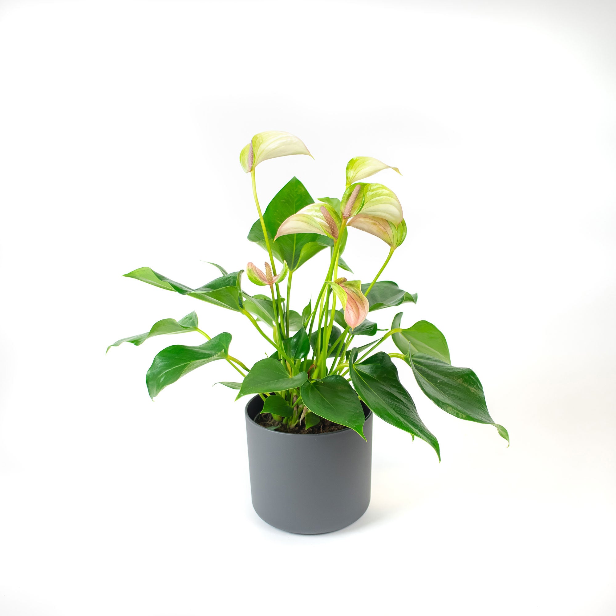 anthurium joli pulse Buy house plants now Flamingo plant Anthurium 'Joli Pulse' Pink-Green incl. decorative pot