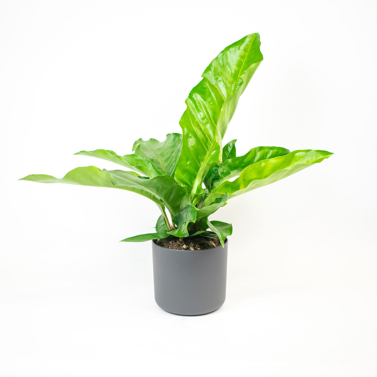 Flamingo plant Anthurium 'Urban' Green incl. decorative pot