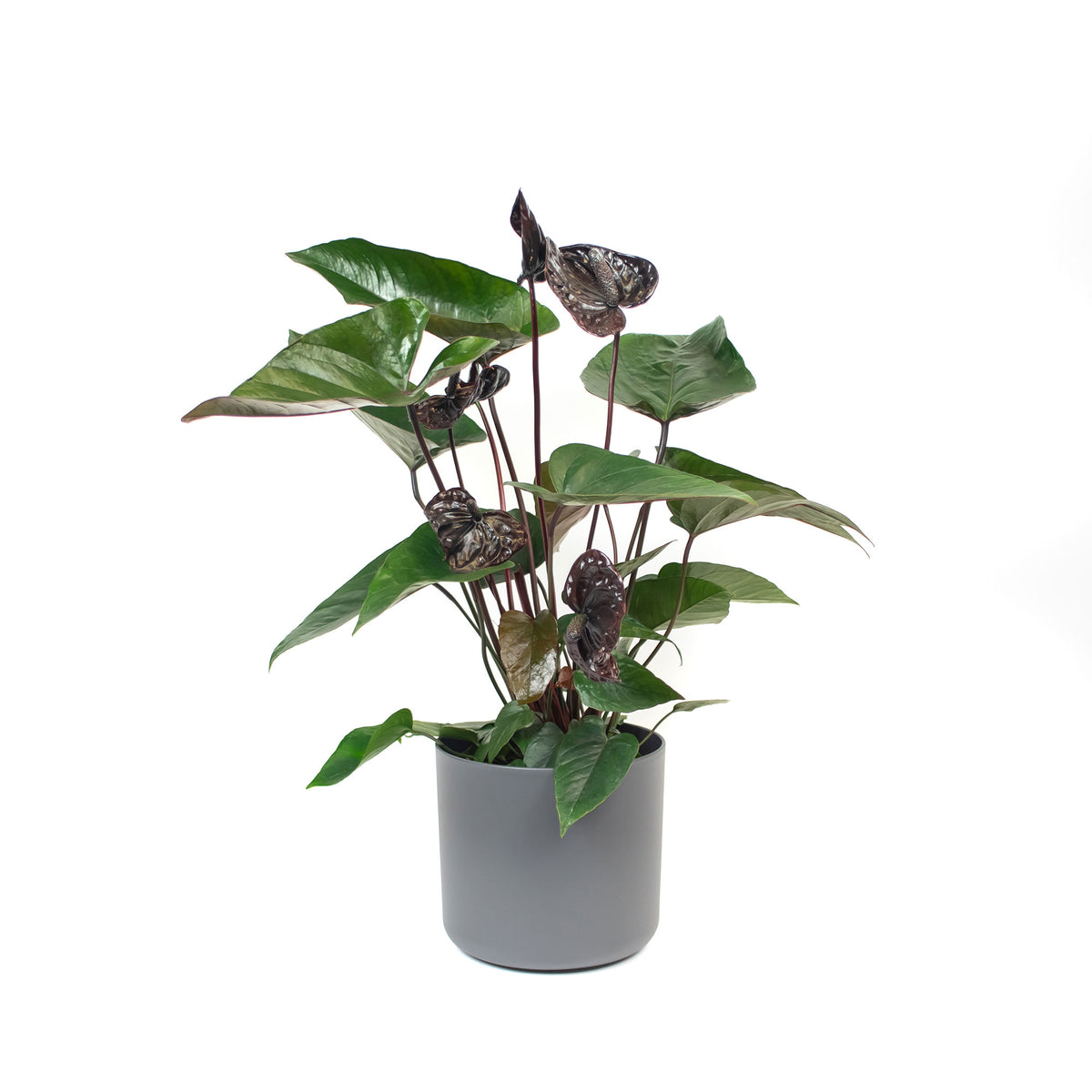 Flamingo plant Anthurium andreanum Black incl. decorative pot