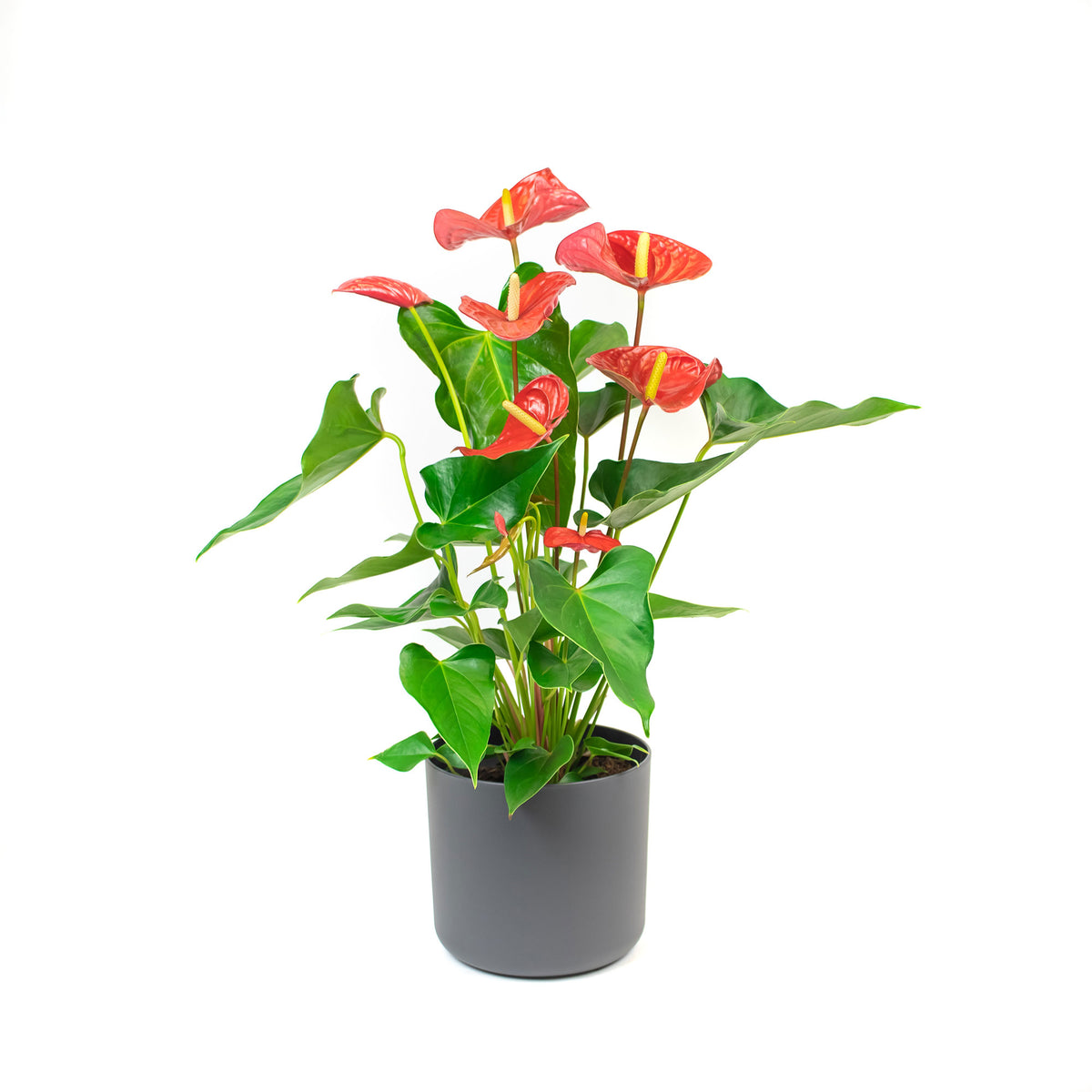 Flamingo plant Anthurium andreanum Red incl. decorative pot
