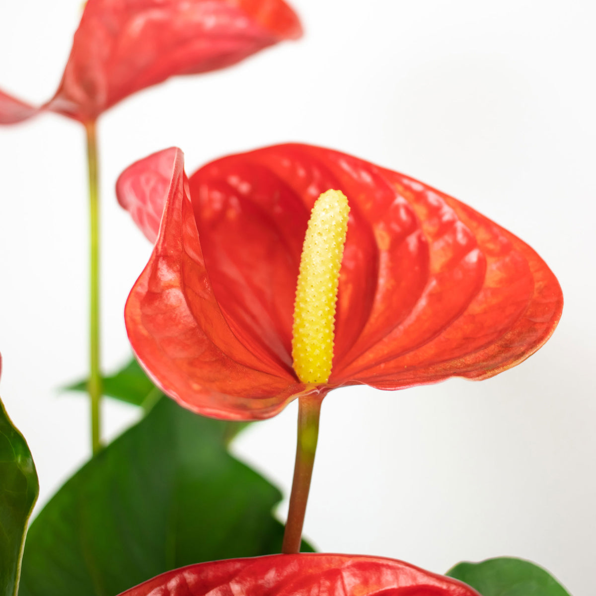 Flamingo plant Anthurium andreanum Red incl. decorative pot