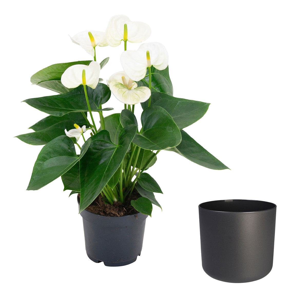 Flamingo plant Anthurium andreanum White incl. decorative pot