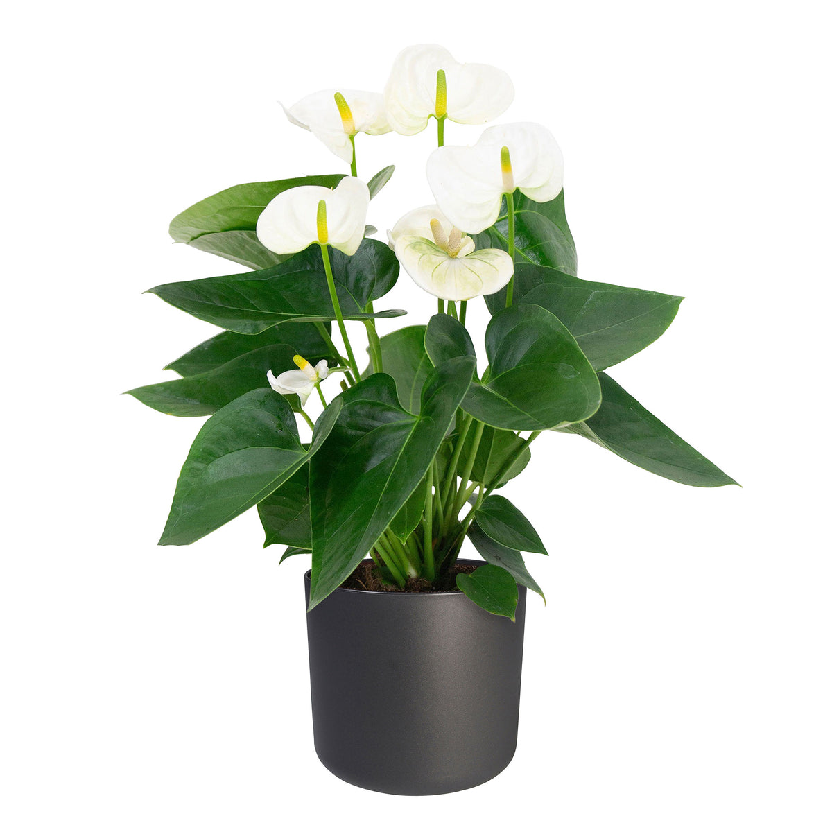 Flamingo plant Anthurium andreanum White incl. decorative pot