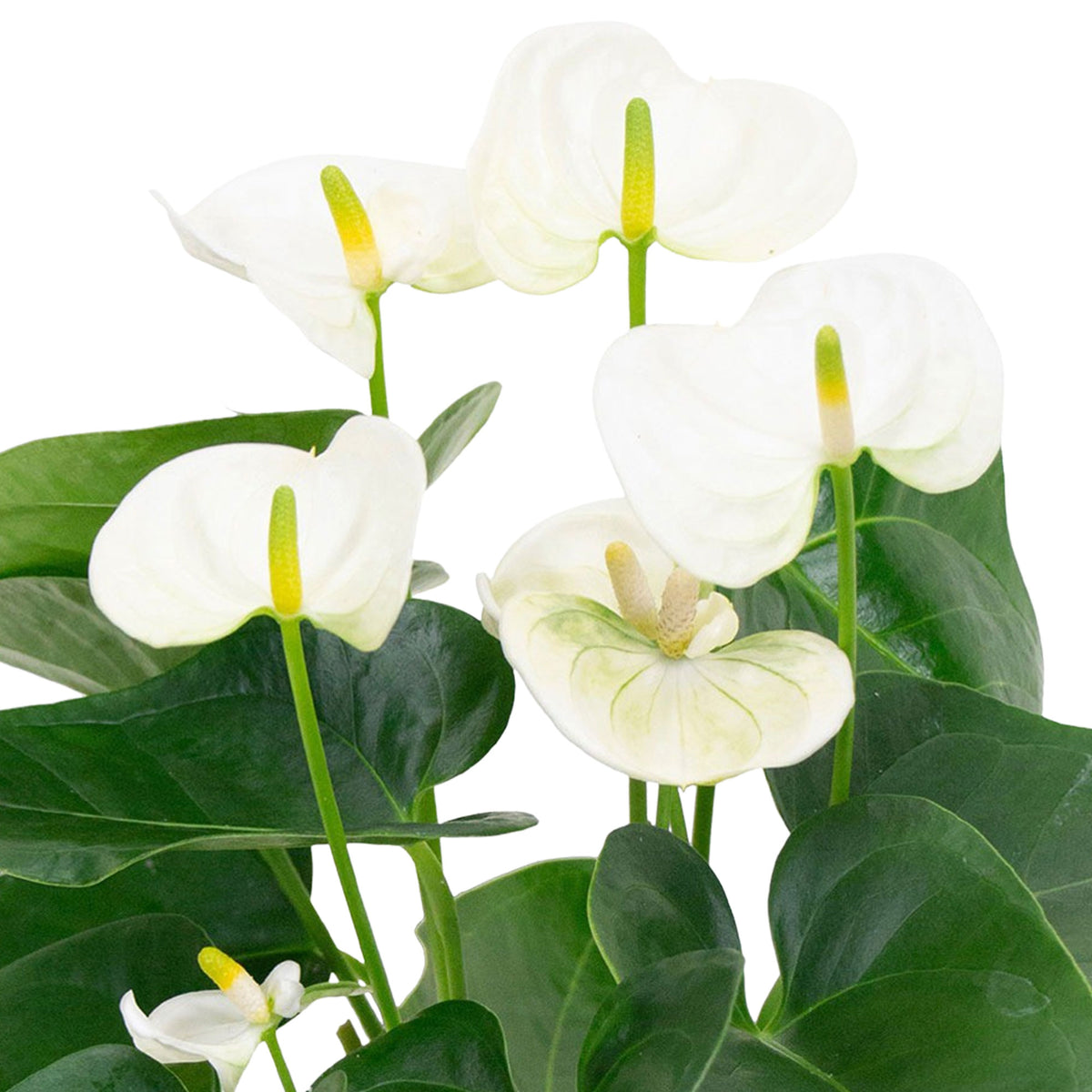 Flamingo plant Anthurium andreanum White incl. decorative pot