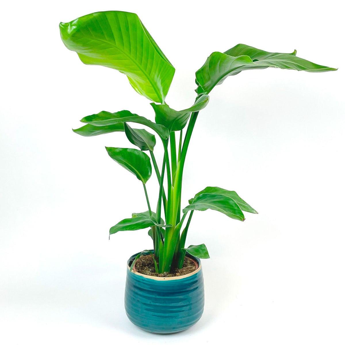 Bird of paradise plant Strelitzia nicolai incl. decorative turquoise pot