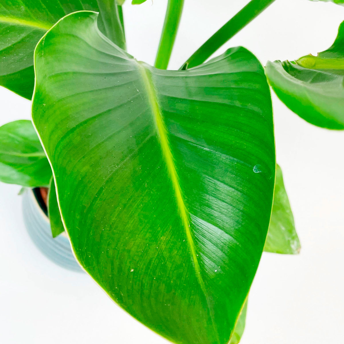 Bird of paradise plant Strelitzia nicolai incl. decorative turquoise pot