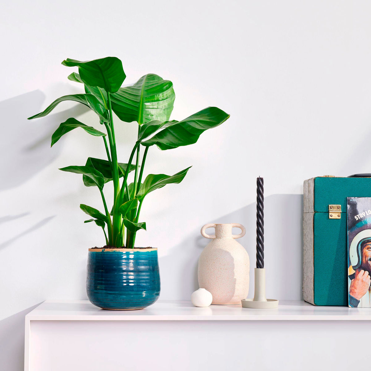 Bird of paradise plant Strelitzia nicolai incl. decorative turquoise pot