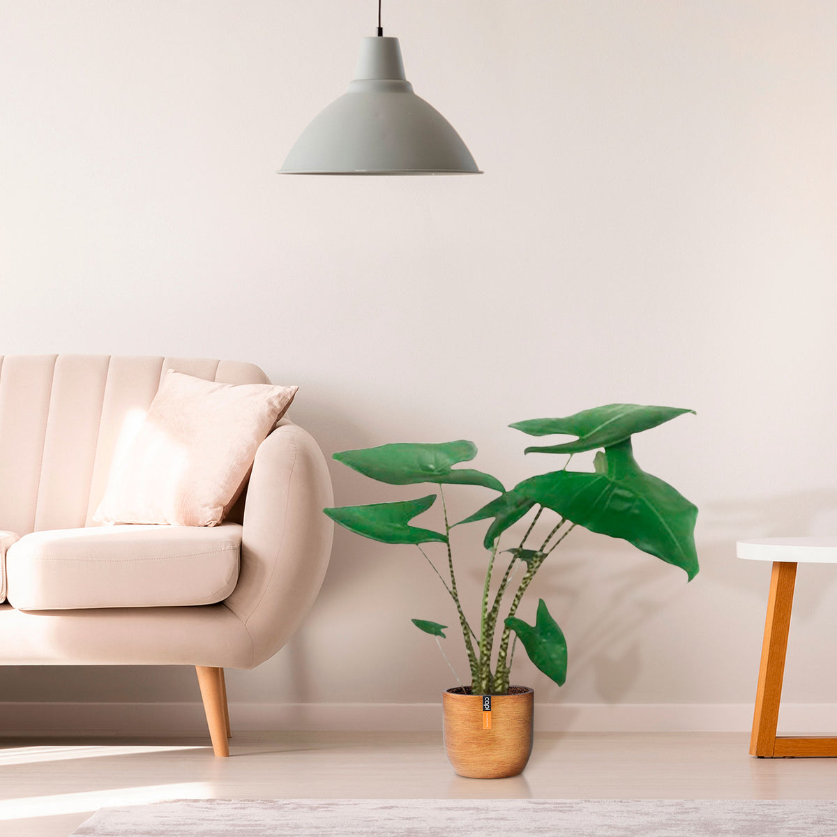 Elephant's ear Alocasia zebrina with decorative gold pot