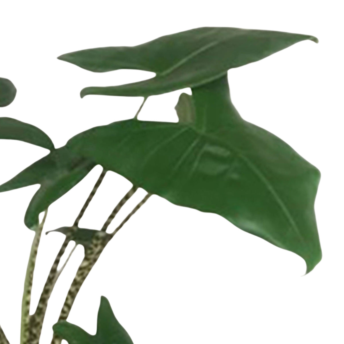 Elephant's ear Alocasia zebrina with decorative gold pot