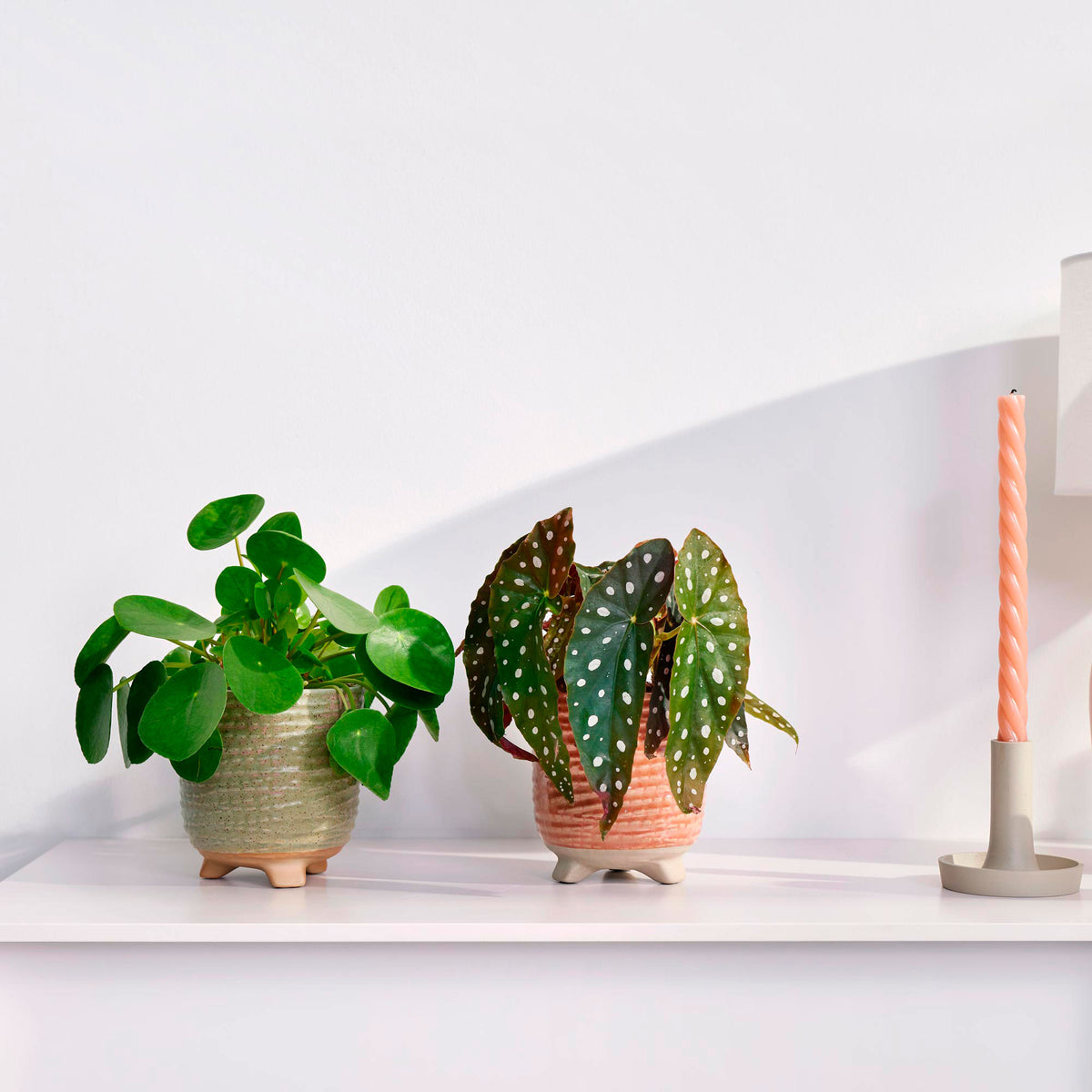 1x Spotted begonia Begonia + 1x Chinese money plant Pilea with 2x decorative pots