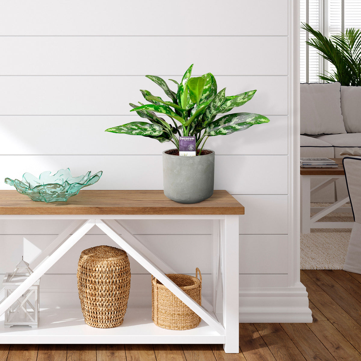 Chinese evergreen Aglaonema 'Maria' incl. decorative pot