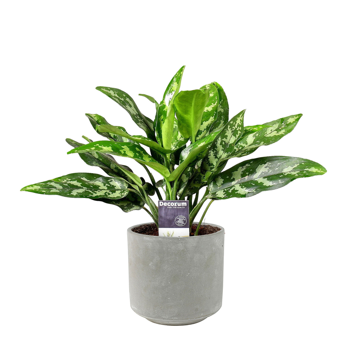 Chinese evergreen Aglaonema 'Maria' incl. decorative pot