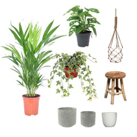 3x Indoor plants - Mix 'Tropical House' Incl. decorative pots
