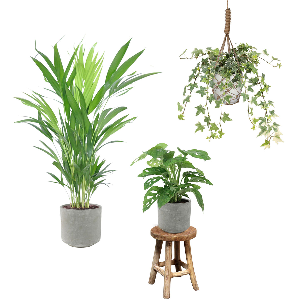3x Indoor plants - Mix 'Tropical House' Incl. decorative pots