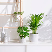3x Indoor plants - Mix 'Tropical House' Incl. decorative pots
