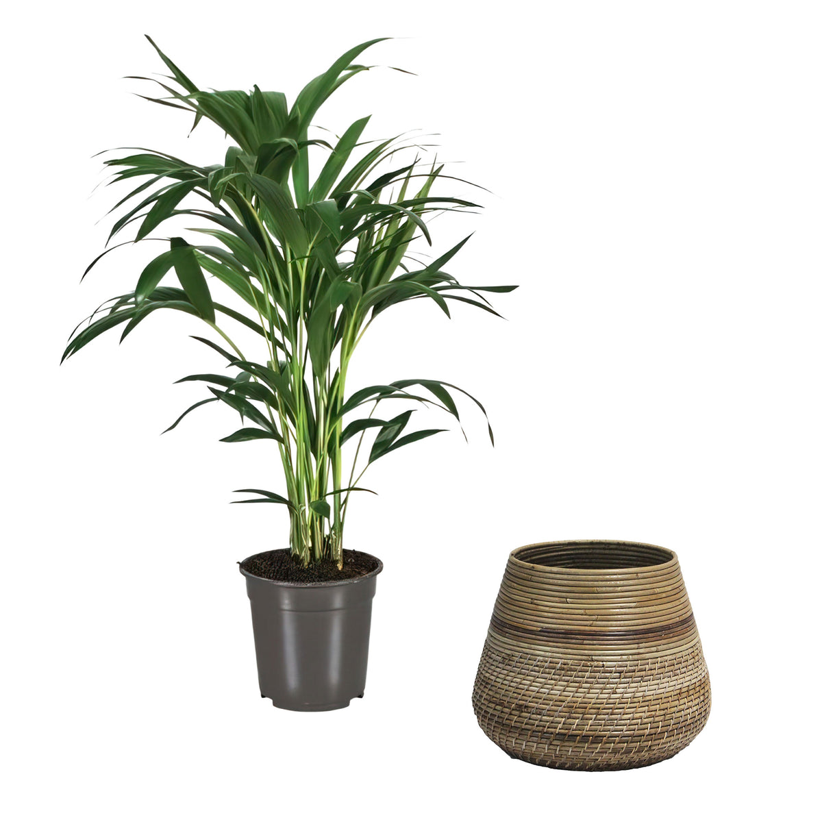 Indoor palm Howea forsteriana XL with natural-coloured wicker basket