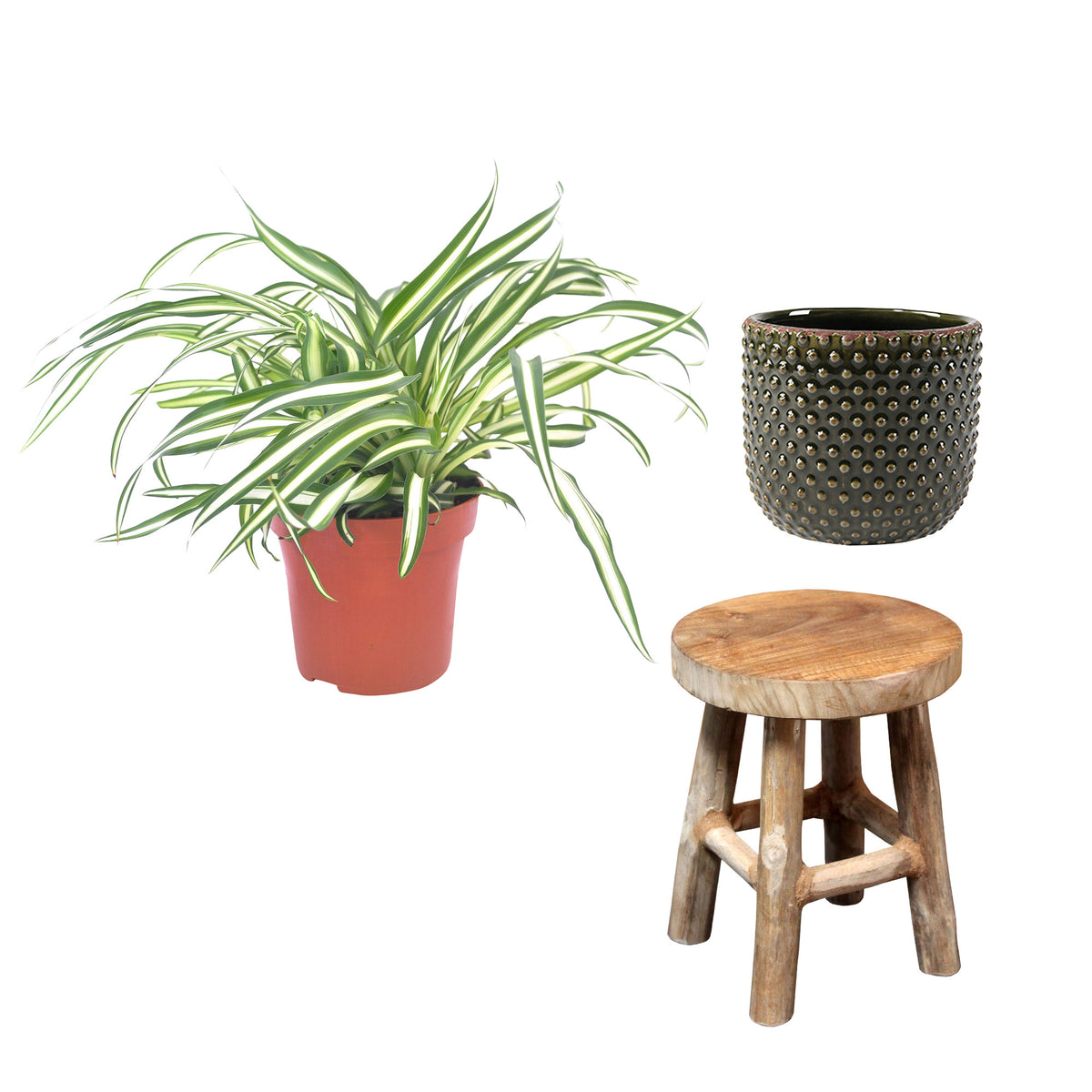 Spider plant Chlorophytum 'Atlantic' incl. decorative pot and stool