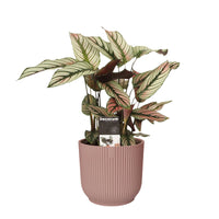 Shadow plant Calathea 'White Star' green-white-pink Incl. decorative pot pink