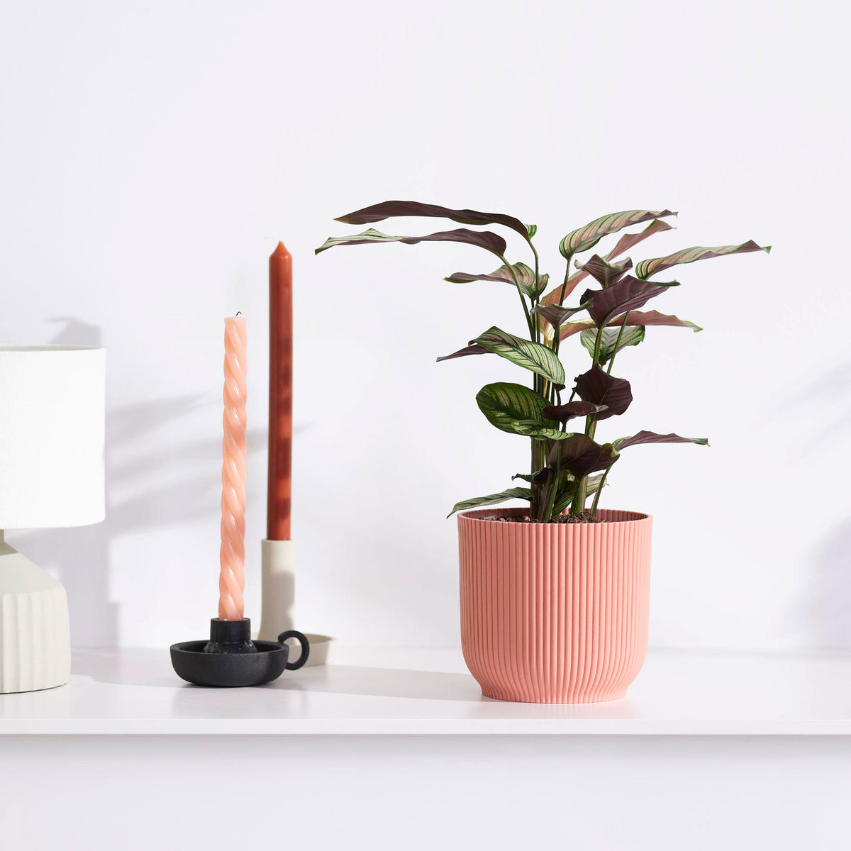 Shadow plant Calathea 'White Star' green-white-pink Incl. decorative pot pink