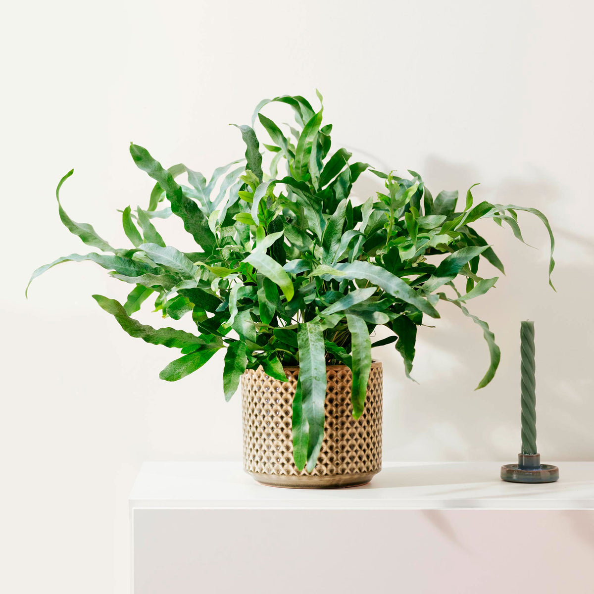 TS Decorative pot Thies green
