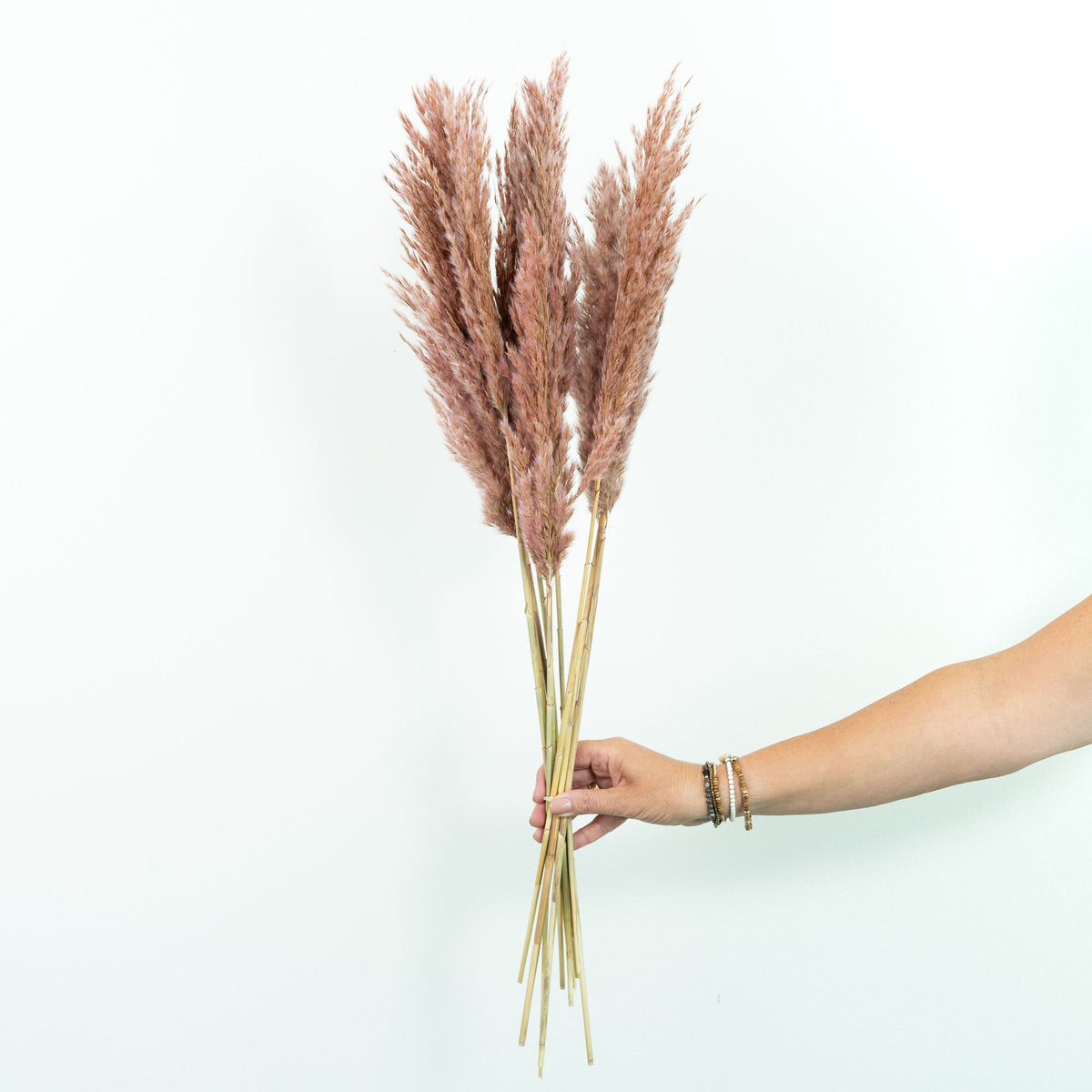 Dried flower plumes pink