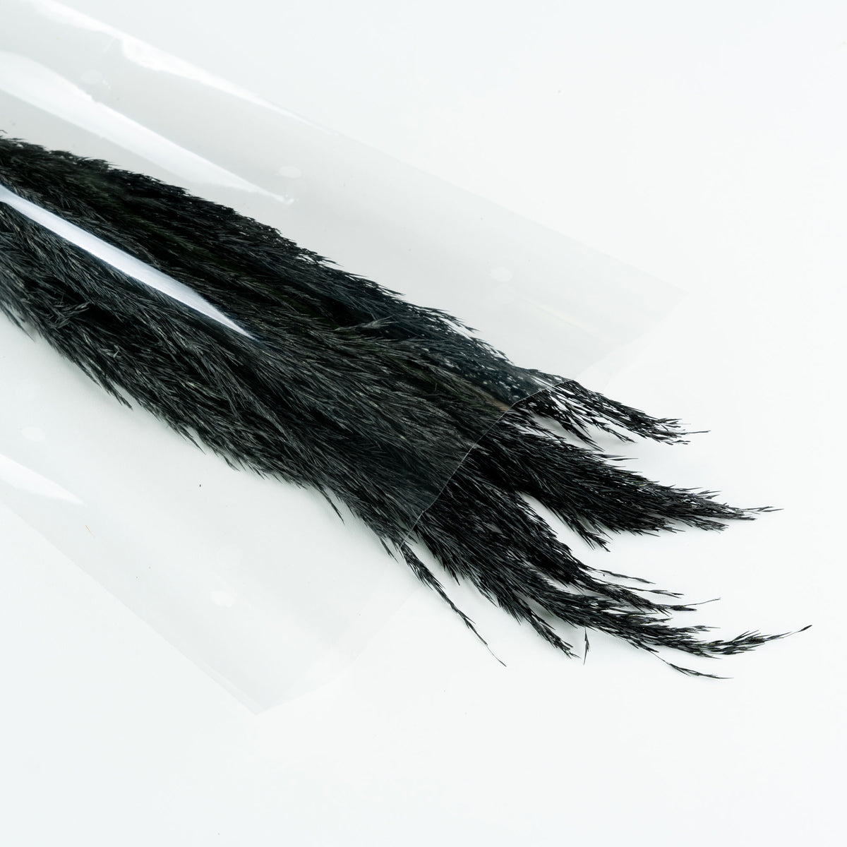 Dried flower plumes black