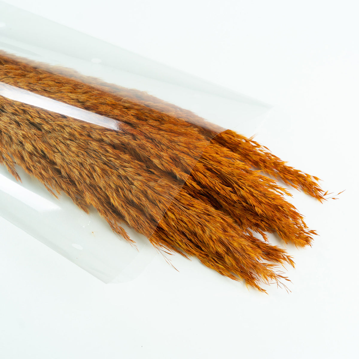 Dried flower plumes Terracotta