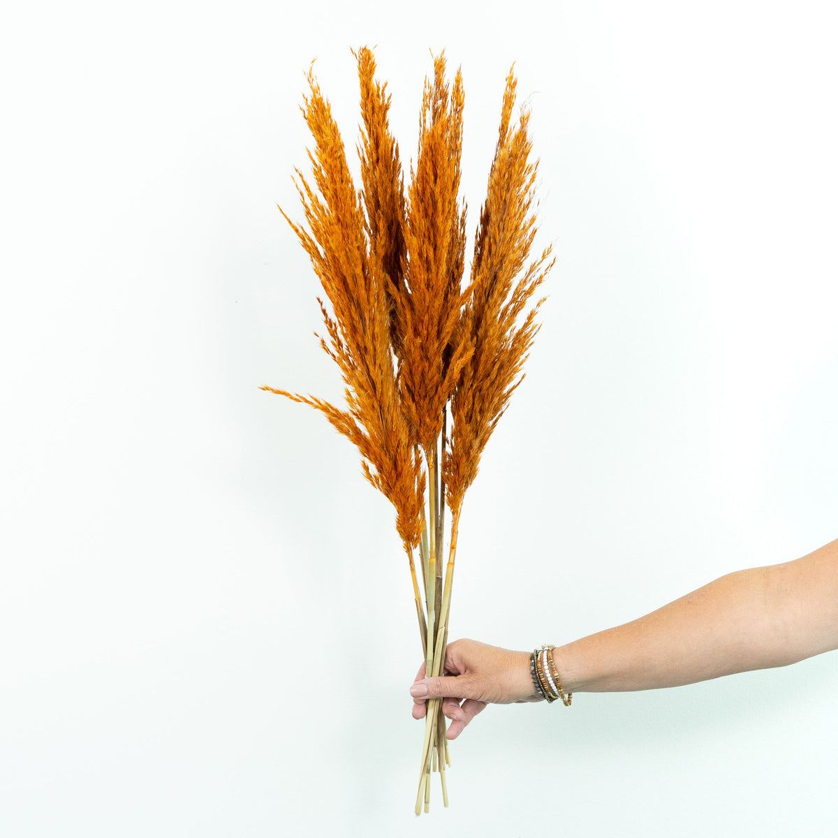 Dried flower plumes Terracotta