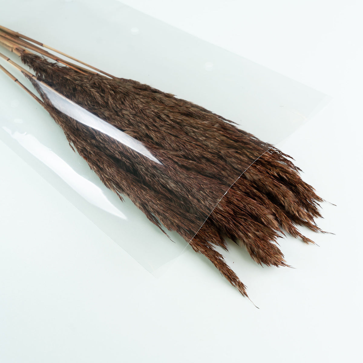Dried flower plumes brown