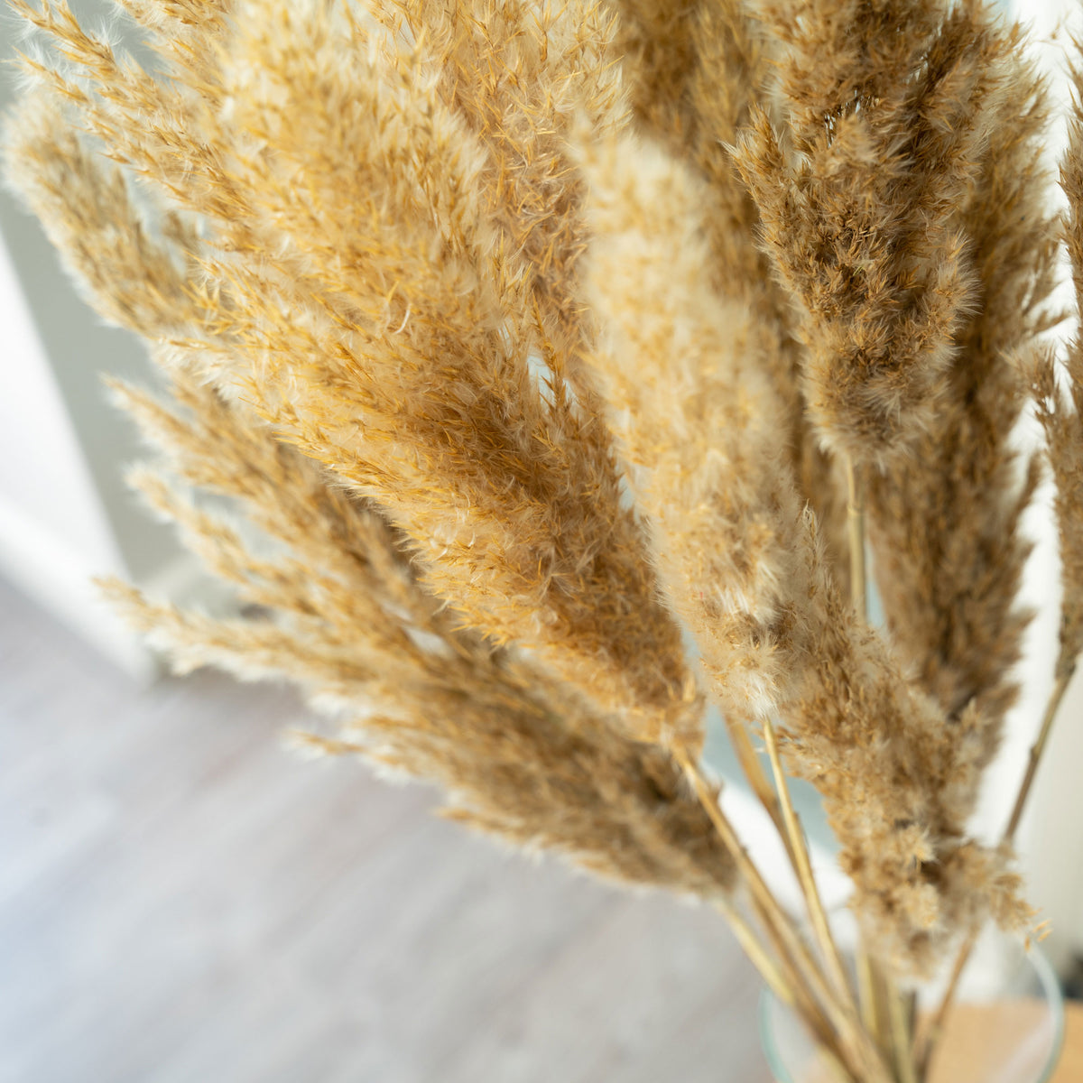 Dried flower plumes cream