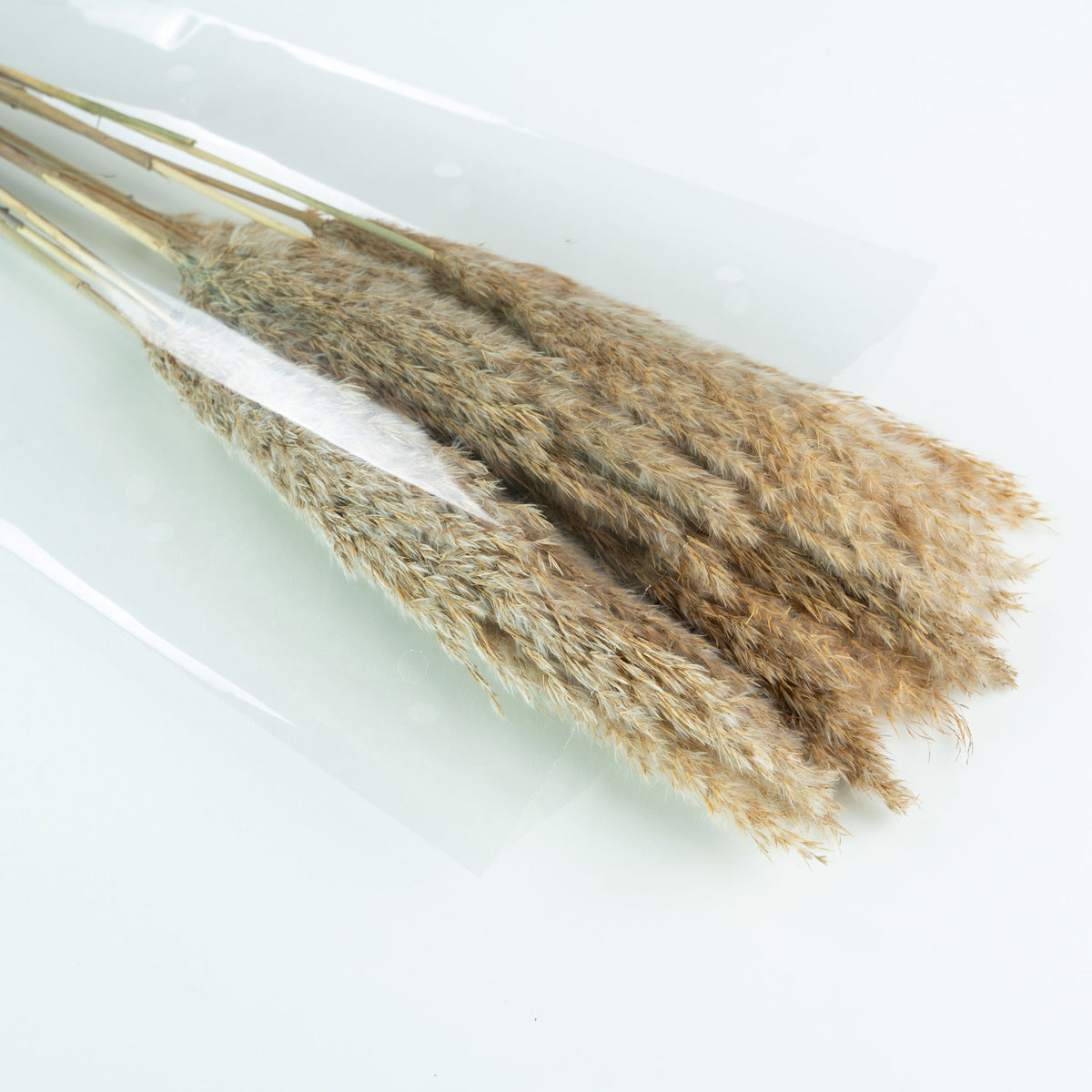 Dried flower plumes cream
