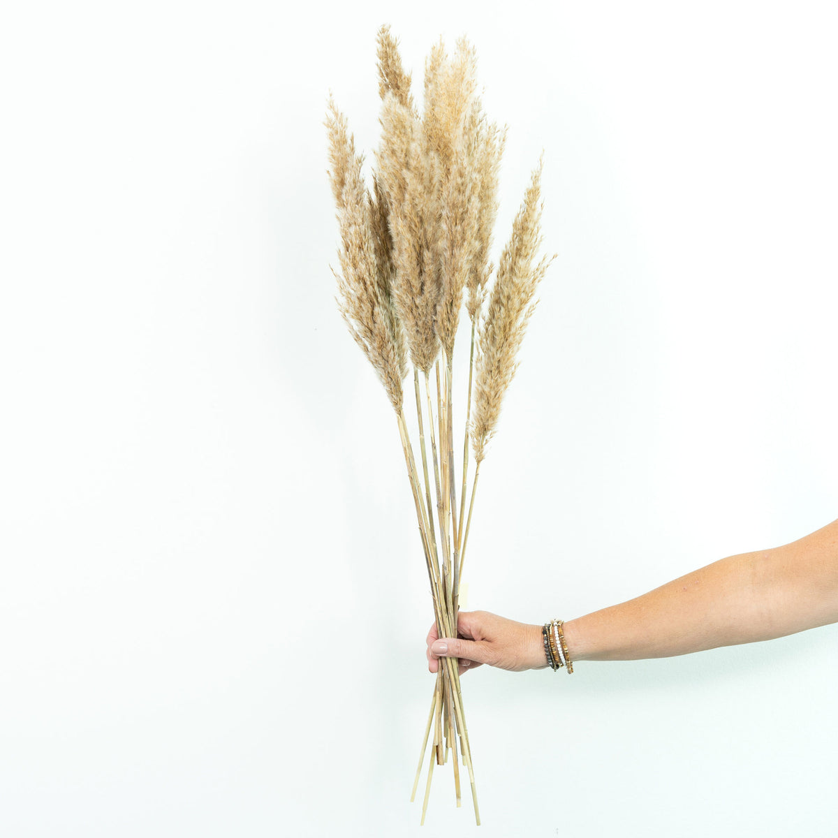 Dried flower plumes cream