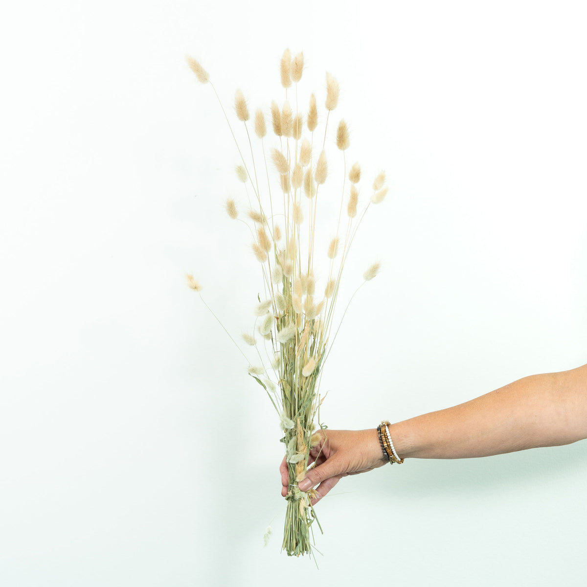 Dried flower Lagurus cream