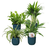 Air-purifying plants - Mix 'Zuiverend Groen' Incl. decorative pots