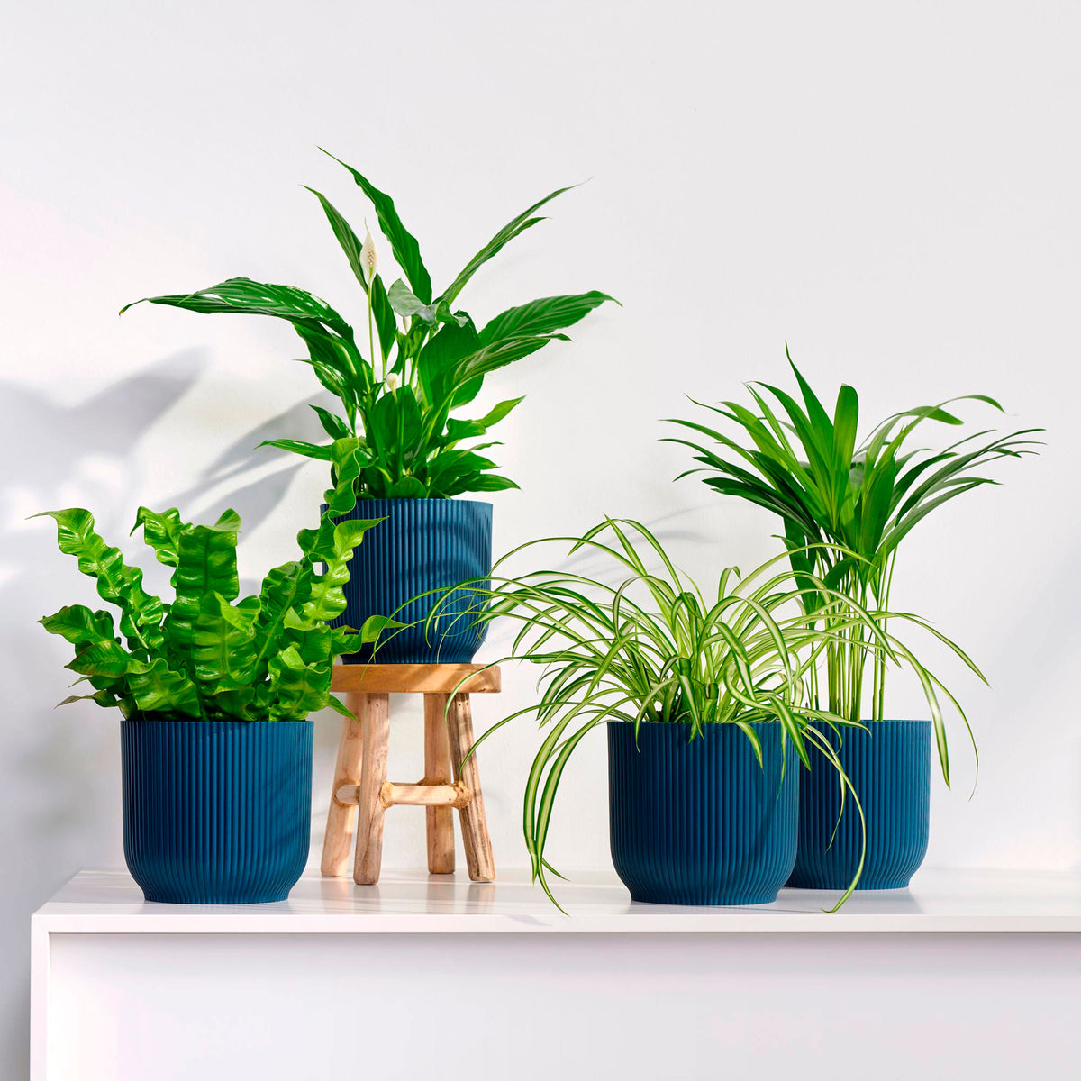 Air-purifying plants - Mix 'Zuiverend Groen' Incl. decorative pots