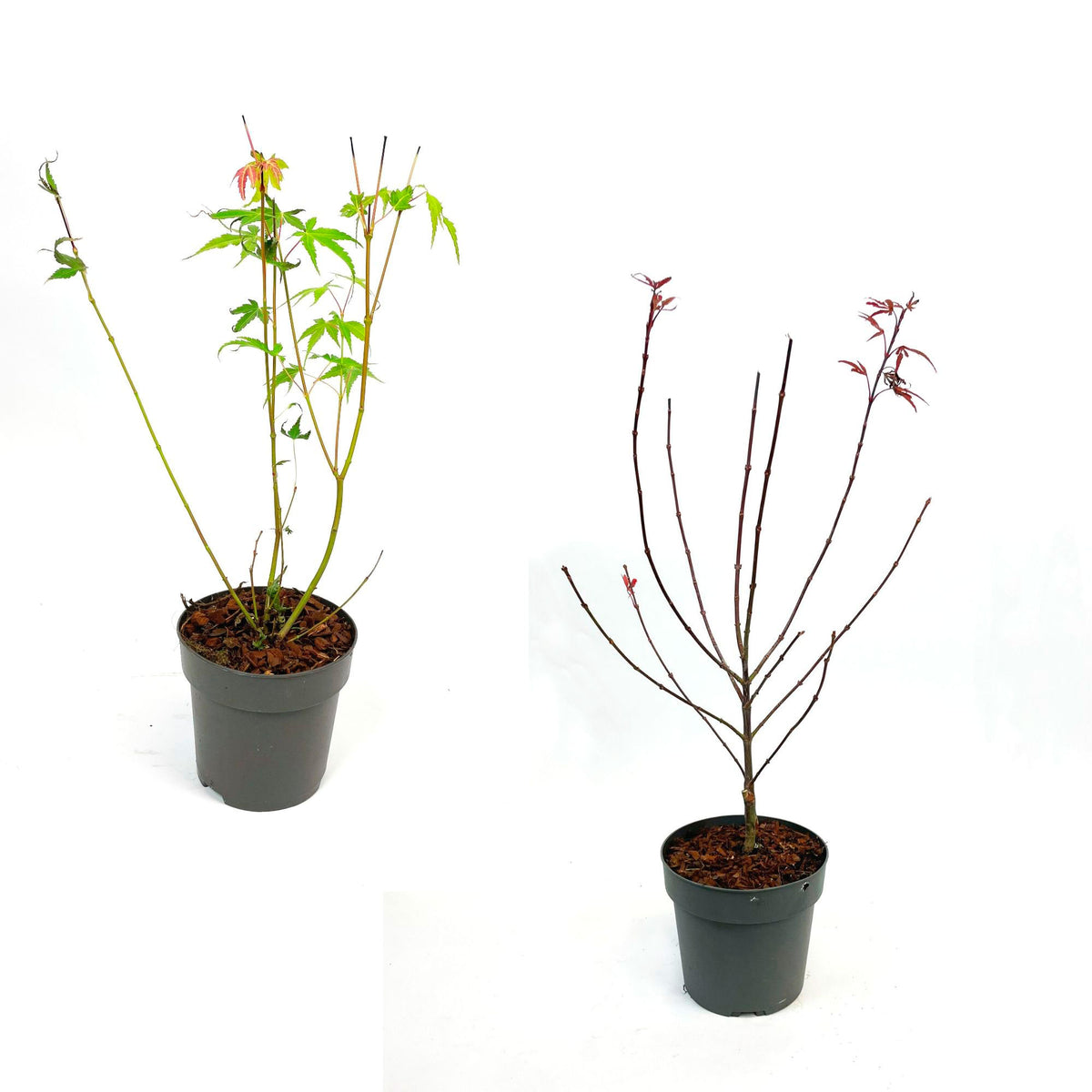 2x Japanese maple Acer 'Atropurpureum' + 'Orange Dream' red-orange-green