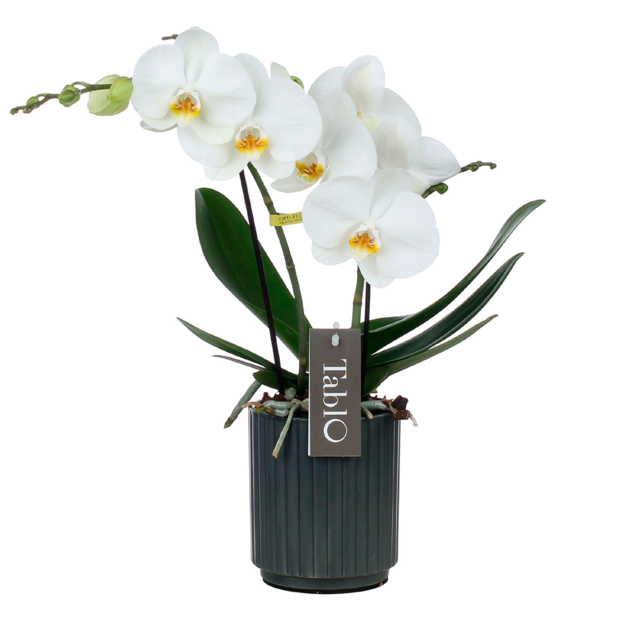 ORCHIDEA PHALAENOPSIS TABLO BIANCO CHAMPAGNE 2 RAMI VASO 12CM - Speciale  Orchiday Online Peragashop