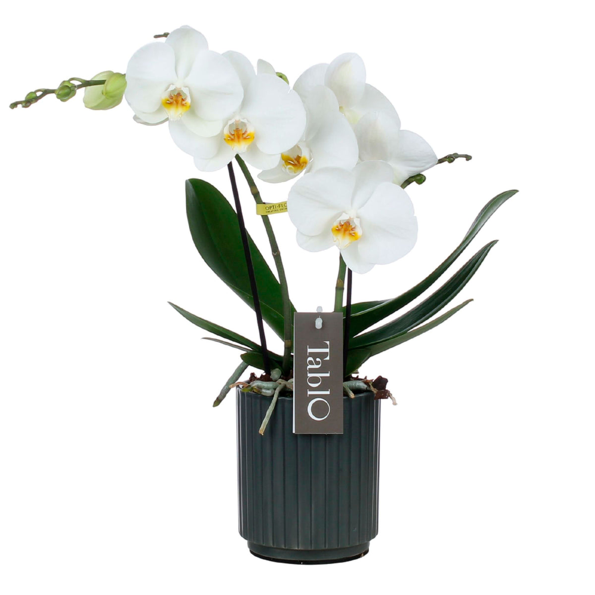 Butterfly Orchid Phalaenopsis 'Tablo Champagne' White incl. decorative pot
