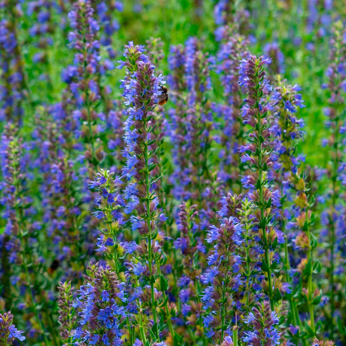 Hyssop Hyssopus officinalis Organic blue — Hardy plant