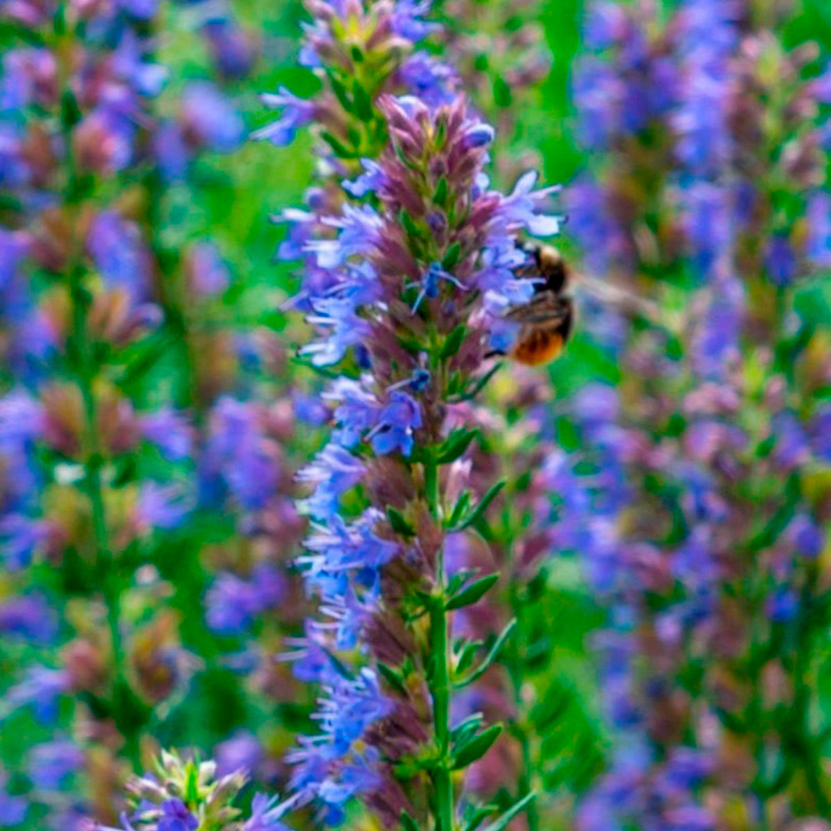 Hyssop Hyssopus officinalis Organic blue — Hardy plant