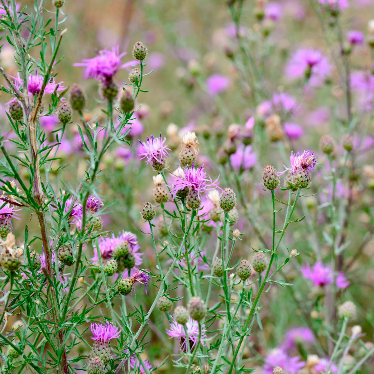 Cornflower Centaurea scabiosa purple Organic — Hardy plant
