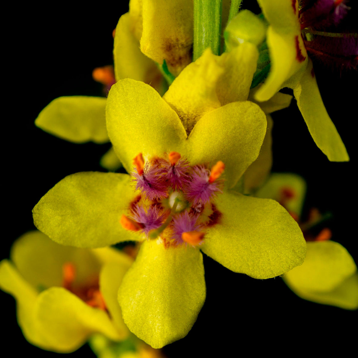 Dark mullein Verbascum nigrum yellow Organic — Hardy plant