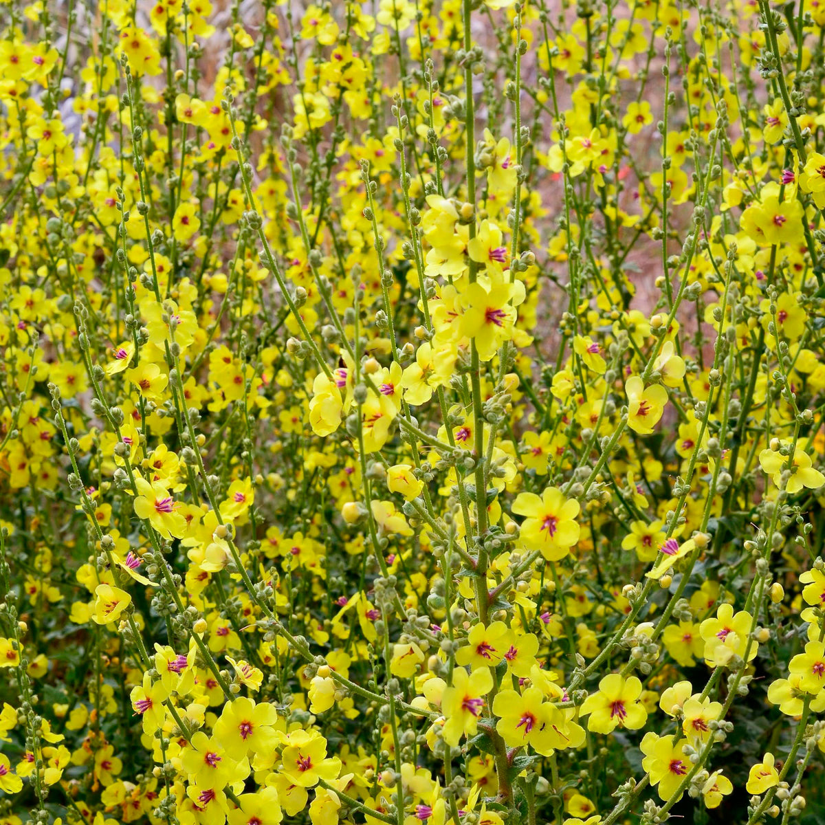 Dark mullein Verbascum nigrum yellow Organic — Hardy plant