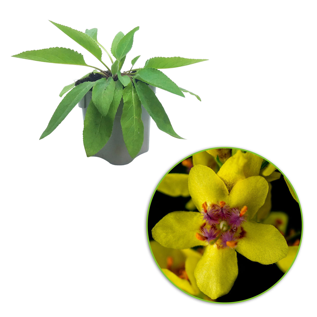 Dark mullein Verbascum nigrum yellow Organic — Hardy plant