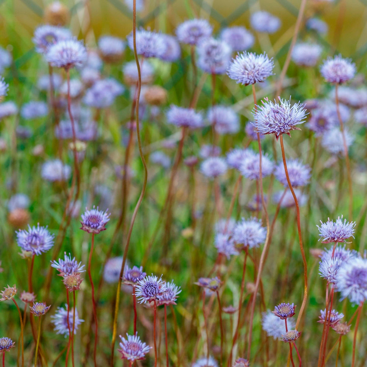 Devil's bit scabious Succisa pratensis Purple - Bio - Hardy plant