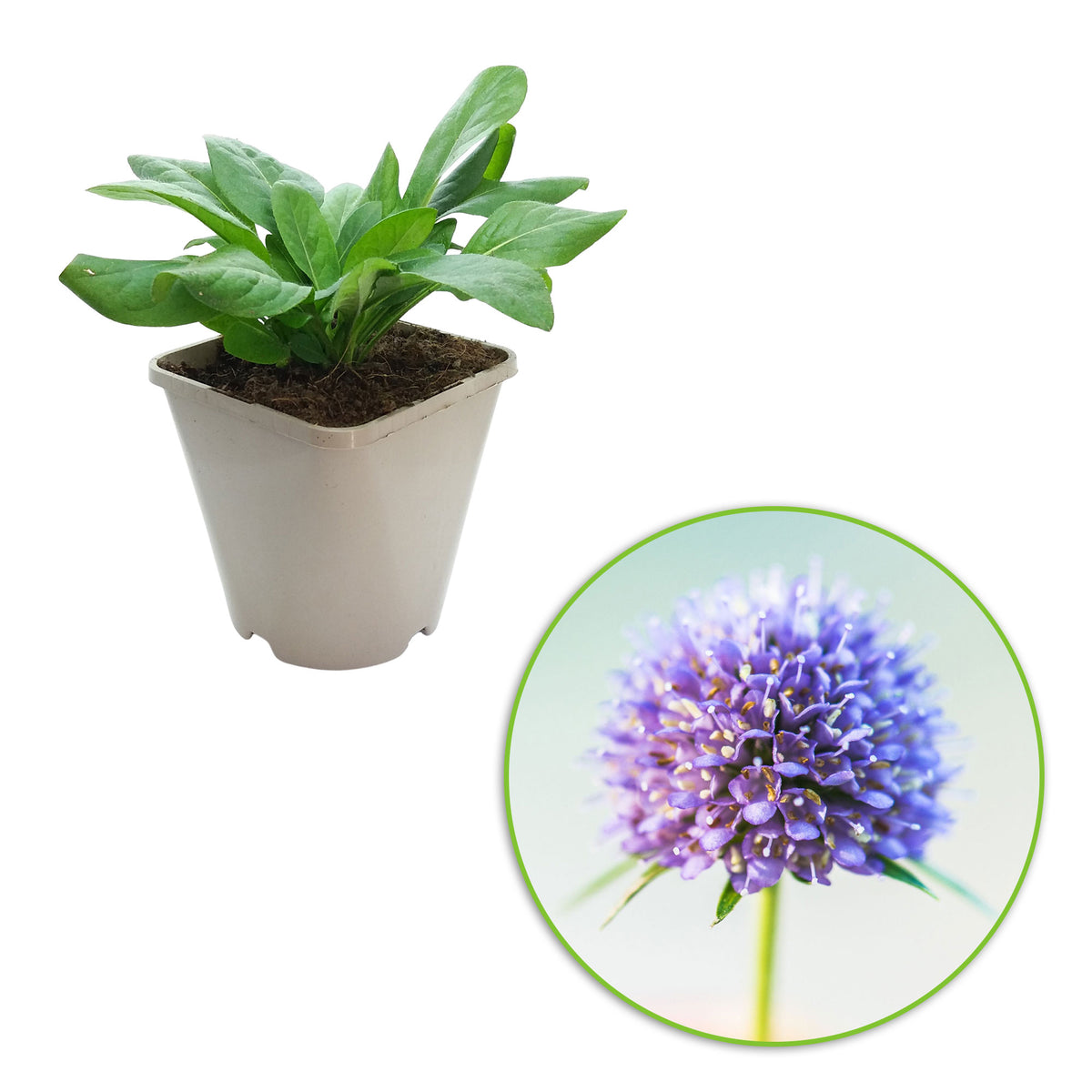 Devil's bit scabious Succisa pratensis Purple - Bio - Hardy plant