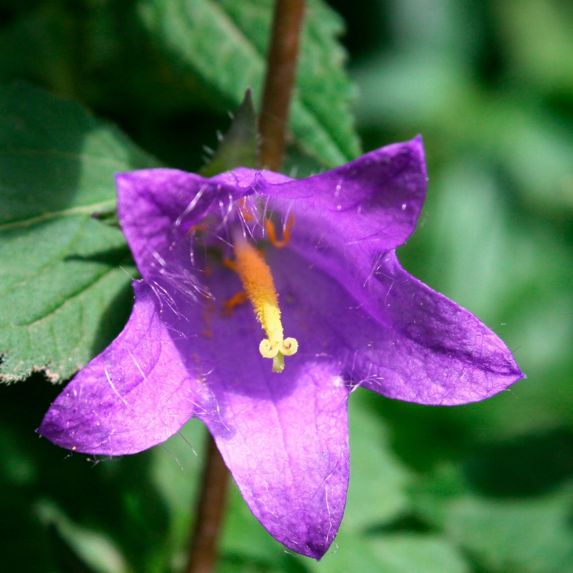 Buy hardy perennial Nettle-leaved bellflower Campanula trachelium