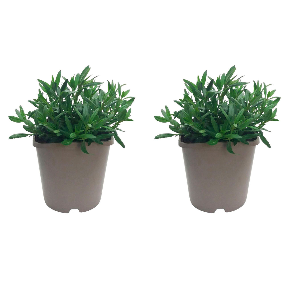 Hyssop Hyssopus officinalis Organic blue — Hardy plant