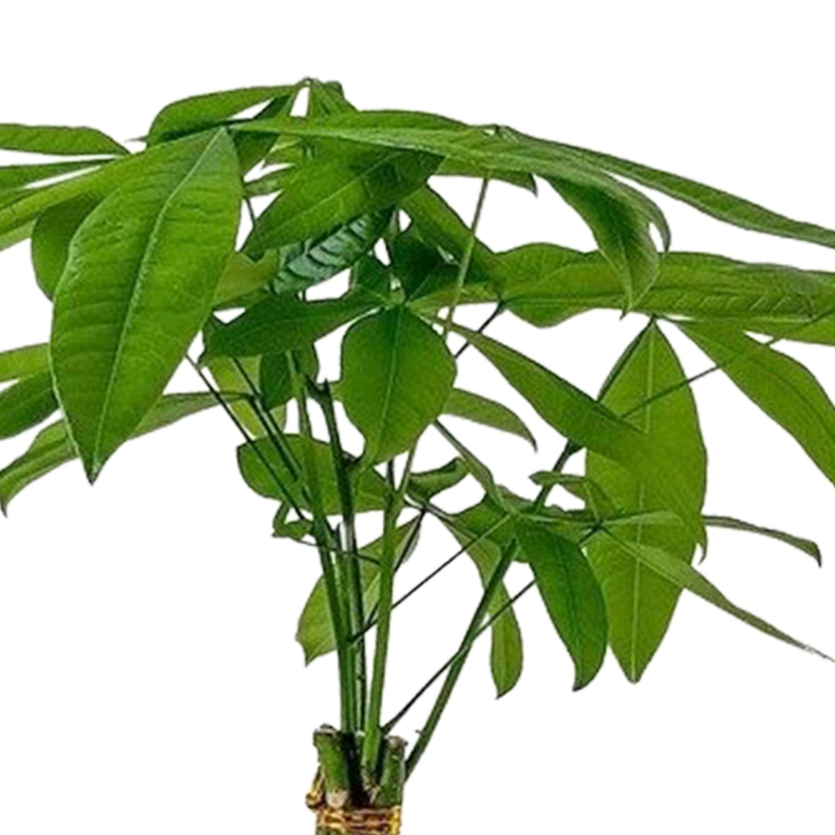 Guiana Chestnut