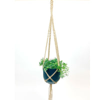 String of dolphins Senecio peregrinus green with blue hanging pot